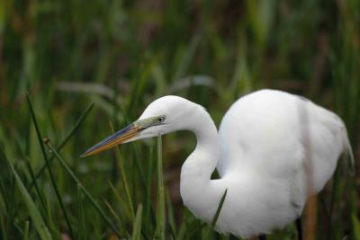 Egret, Great-031405-Everglades Natl Park, Anhinga Trail-0060.jpg