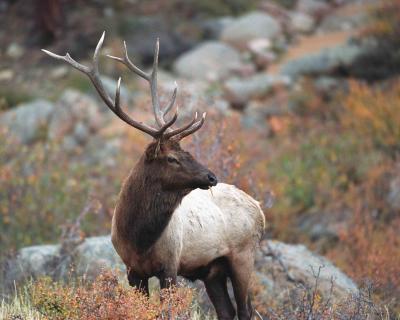 Elk, Bull-100303-Rocky Mtn Natl Park, Moraine Park-R4-9.jpg