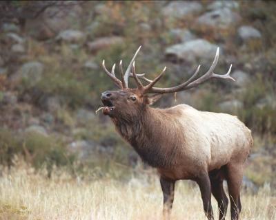 Elk, Bull Bugling-100303-Rocky Mtn Natl Park, Moraine Park-R3-30A.jpg