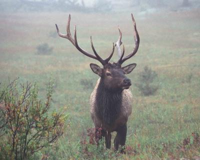 Elk, Bull in Rain  Fog-092200-Moraine Park, RMNP, CO-R6-20a.jpg