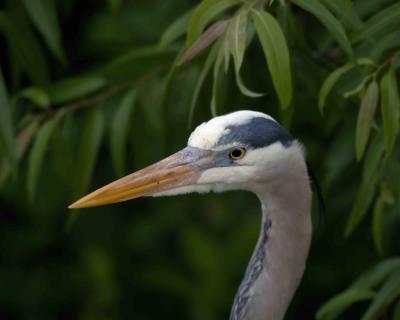 Heron, Great Blue-031405-Everglades Natl Park, Anhinga Trail-0008.jpg