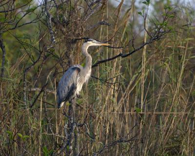 Heron, Great Blue-120905-Anhinga Trail, Everglades NP-0117.jpg