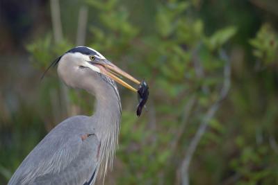 Heron Great Blue, with fish-031405-Everglades Natl Park, Anhinga Trail-0018.jpg