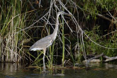 Heron, Great Blue, with stick-031305-Everglades Natl Park, Anhinga Trail-0180.jpg
