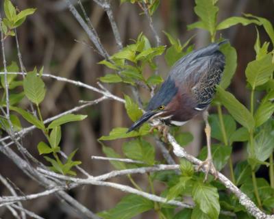 Heron, Green-031105-Everglades Natl Park, Anhinga Trail-0045.jpg