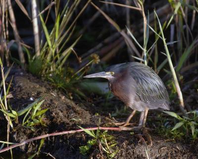 Heron, Green-031305-Everglades Natl Park, Anhinga Trail-0023.jpg