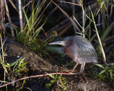 Heron, Green-031305-Everglades Natl Park, Anhinga Trail-0023.jpg