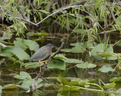 Heron, Green-031405-Everglades Natl Park, Anhinga Trail-0210.jpg