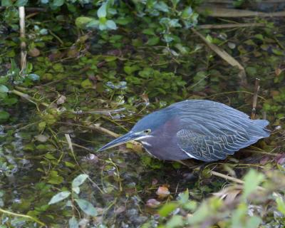 Heron, Green-120905-Anhinga Trail, Everglades NP-0140.jpg