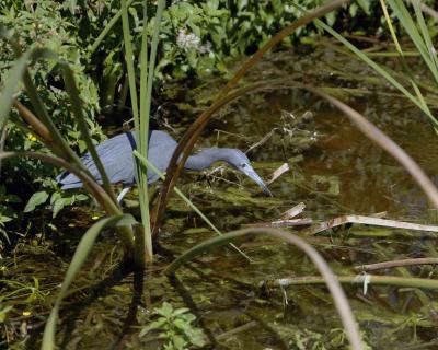 Heron, Little Blue-031205-Everglades Natl Park, Eco Pond-0107.jpg