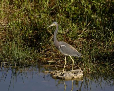 Heron, Tricolored-031305-Everglades Natl Park, Anhinga Trail-0101.jpg