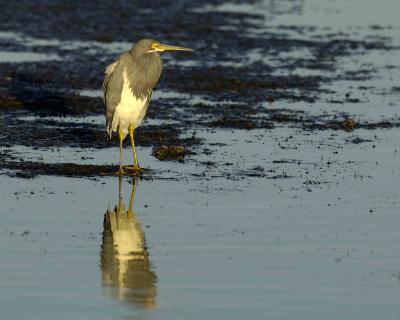 Heron, Tricolored-120105-Black Point Wildlife Drive, Merritt Island NWR-0147.jpg