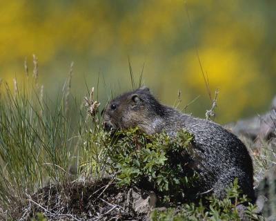 Marmot, Yellow Bellied, Eating Flowers-080504-Upper Antelope Creek, Yellowstone Natl Park-0046.jpg