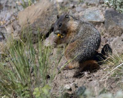 Marmot, Yellow Bellied, Eating Flowers-080504-Upper Antelope Creek, Yellowstone Natl Park-0060.jpg