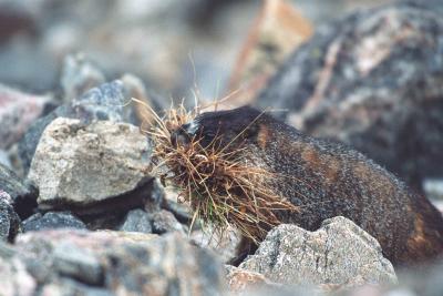 Marmot, Yellow Bellied, Gathering Nest-100403-RMNP, Trail Ridge Road, 12090 ft-R9-18A.jpg