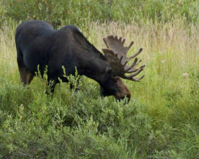 Moose, Bull-080304-Oxbow Bend, Snake River, Grand Teton Natl Park-0183.jpg