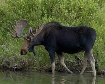 Moose, Bull-080304-Oxbow Bend, Snake River, Grand Teton Natl Park-0241.jpg
