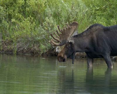 Moose, Bull-080304-Oxbow Bend, Snake River, Grand Teton Natl Park-0249.jpg