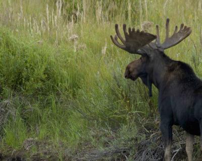 Moose, Bull-080304-Oxbow Bend, Snake River, Grand Teton Natl Park-0281.jpg