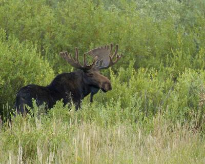 Moose, Bull-080304-Oxbow Bend, Snake River, Grand Teton Natl Park-0300.jpg