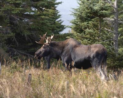 Moose, Bull-101004-Skyline Trail, Cape Breton Highlands, NS-0078.jpg