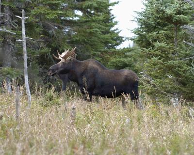 Moose, Bull-101004-Skyline Trail, Cape Breton Highlands, NS-0135.jpg