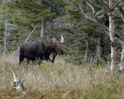 Moose, Bull-101004-Skyline Trail, Cape Breton Highlands, Nova Scotia, Canada-#0152.jpg