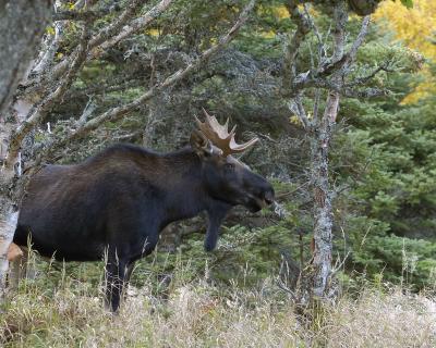 Moose, Bull-101004-Skyline Trail, Cape Breton Highlands, NS-0156.jpg