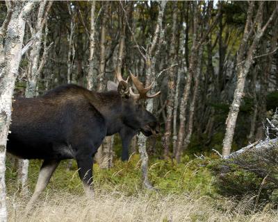 Moose, Bull-101004-Skyline Trail, Cape Breton Highlands, NS-0199.jpg