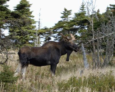 Moose, Bull-101004-Skyline Trail, Cape Breton Highlands, NS-0203.jpg