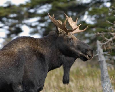 Moose, Bull-101004-Skyline Trail, Cape Breton Highlands, NS-0205.jpg