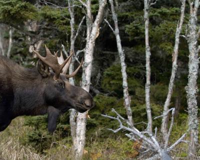 Moose, Bull-101004-Skyline Trail, Cape Breton Highlands, NS-0215.jpg