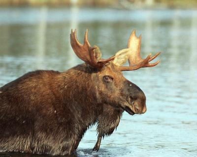 Moose, Bull-101202-Baxter State Park, Stump Pond-R2-24.jpg