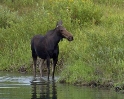 Moose, Cow-080304-Oxbow Bend, Snake River, Grand Teton Natl Park-0274.jpg