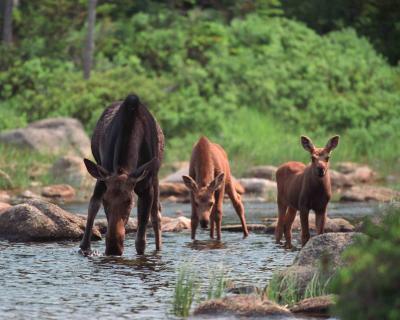 Moose, Cow, Twins-070302-Sandy Stream Pond, Baxter State Park-R15-12a.jpg