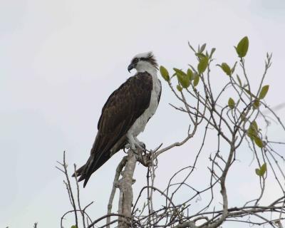 Osprey-031405-Everglades Natl Park, Anhinga Trail-0182.jpg