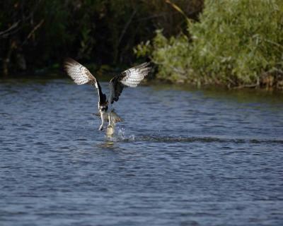 Osprey, with fish-031305-Everglades Natl Park, Anhinga Trail-0149.jpg