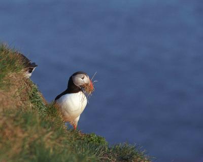 g3/40/624440/3/54029018.PuffinAtlantic052903LatrabjargBirdCliffsWesternFjordsIcelandR1332.jpg