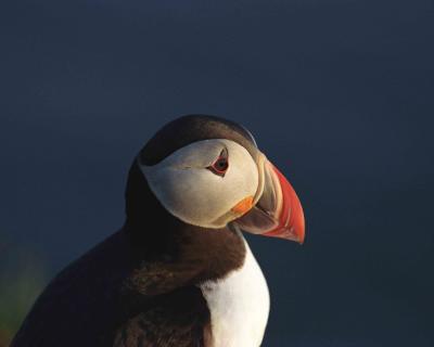 g3/40/624440/3/54029019.PuffinAtlantic052903LatrabjargBirdCliffsWesternFjordsIcelandR1410A.jpg