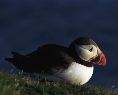 g3/40/624440/3/54029020.PuffinAtlantic053003LatrabjargBirdCliffsWesternFjordsIcelandR2515.jpg