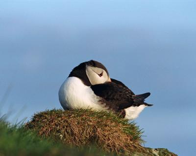 g3/40/624440/3/54029022.PuffinAtlantic053003LatrabjargBirdCliffsWesternFjordsIcelandR268A.jpg