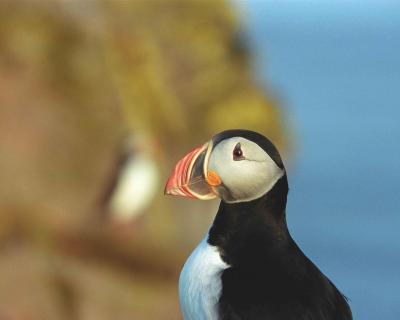 g3/40/624440/3/54029027.PuffinAtlantic053003LatrabjargBirdCliffsWesternFjordsIcelandR279A.jpg