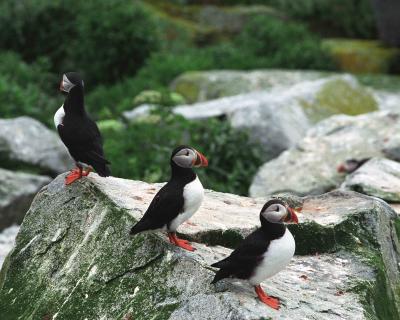 g3/40/624440/3/54029028.PuffinAtlantic070102MachiasSealIslandAtlanticOceanR30A.jpg
