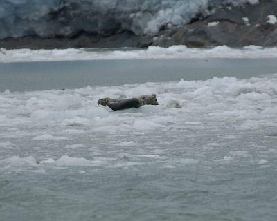 Seal, Harbor, on Icebergs-071105-Northwestern Fjord, Kenai Fjords NP-0137.jpg