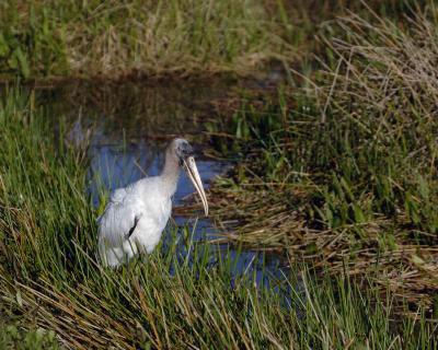 g3/40/624440/3/54043005.Woodstork031305EvergladesNatlParkAnhingaTrail0082.jpg