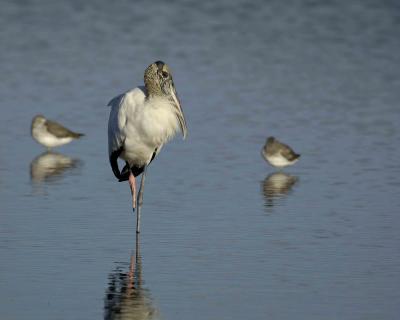 g3/40/624440/3/54043038.Woodstork113005BlackPointWildlifeDriveMerrittIslandNWR0156.jpg