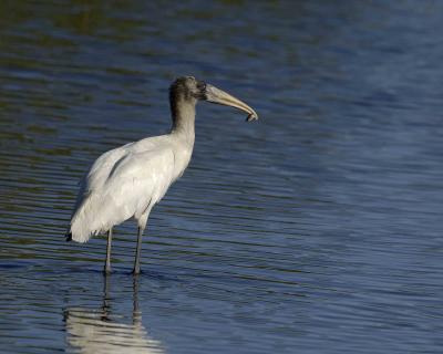 g3/40/624440/3/54043113.Woodstorkwithminnow120205BlackPointWildlifeDriveMerrittIslandNWR0238.jpg