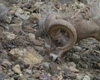 Sheep  Rocky Mtn  Ram-022005-YNP, Lamar Valley-0121.jpg