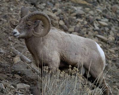 Sheep, Rocky Mtn, Ram-022005-YNP, Lamar Valley-0142.jpg