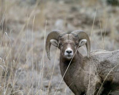 Sheep, Rocky Mtn, Ram, Snow Flurries-022005-YNP, Lamar Valley-0144.jpg